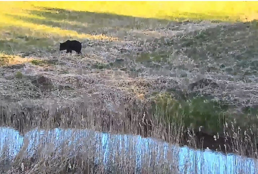 Meška Ignalinos rajone pasienyje