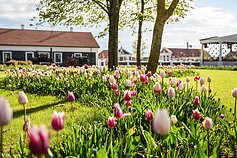 Ankstesnių festivalių akimirkos