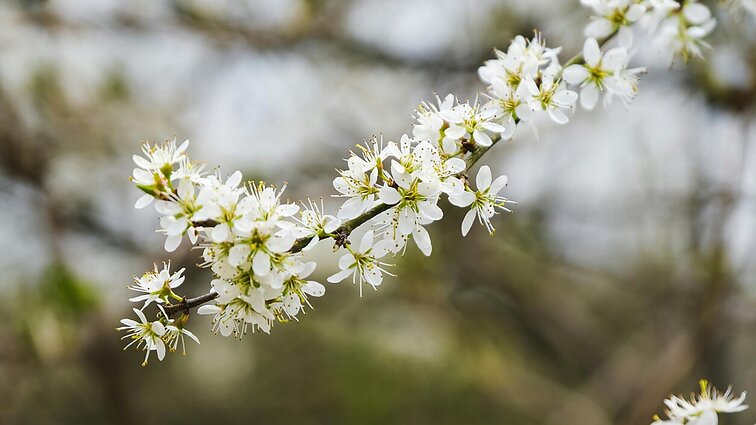 Pasigrožėti pavasariu raginantis gamtininkas: dabar puikus metas stebėti žiedų pūgą