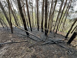 Sostinėje užsidegė medžiai ir miško paklotė