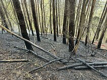 Sostinėje užsidegė medžiai ir miško paklotė