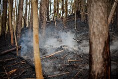 Sostinėje užsidegė medžiai ir miško paklotė