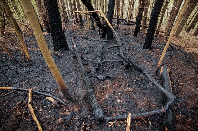Sostinėje užsidegė medžiai ir miško paklotė