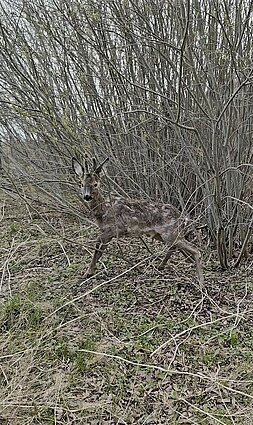 Į laisvę paleista stirna.