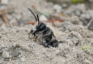 Andrena regularis