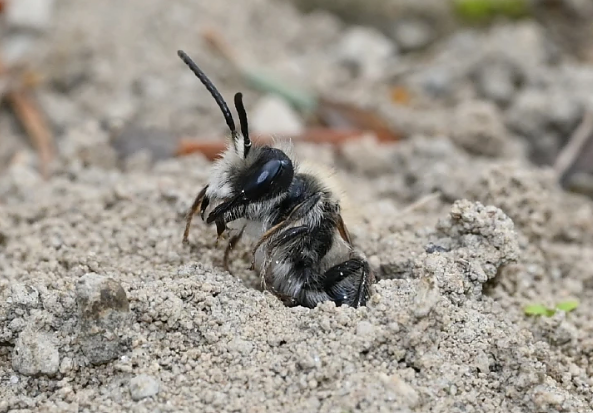 Andrena regularis