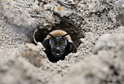 Andrena Regularis