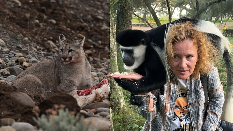 Patagonijos stepėse pumą aptikusi Eglė: „Neįtikėtinai gražios ir atkaklios katės“