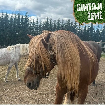 Grybų dvaro arklidėse gyvena laimingi žirgai 