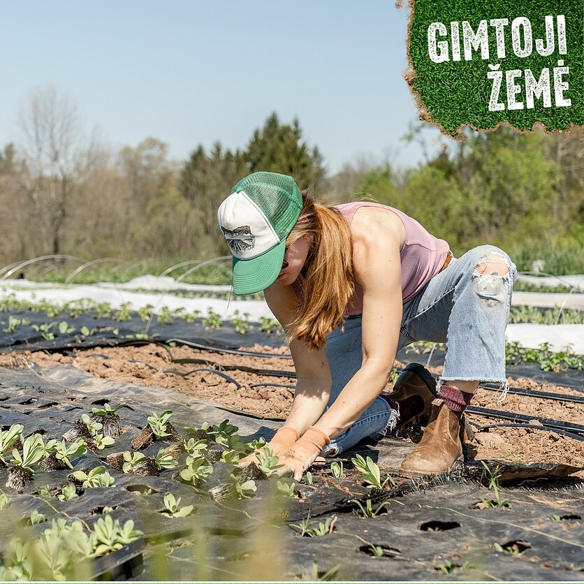 Zoe Richardson, Siekiant paskatinti trumpųjų maisto grandinių plėtrą Lietuvoje , numatytos tikslinės investicijos, dėl kurių kreiptis gali besikooperuojantys ūkininkai. 