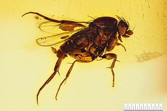 Phoridae šeimos atstovė, arba juodmusė. Ilgis – 2,9 cm, plotis – 1,2 cm, storis – 1,0 cm