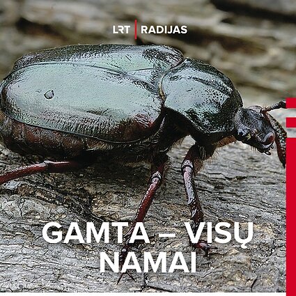 Niūriaspalvis auksavabalis – Europos mastu saugoma rūšis 