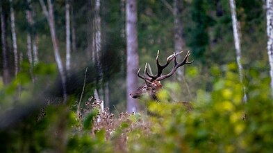 Jauniklių vedimo laikotarpis Lietuvos miškuose