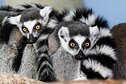 Žieduodegiai lemūrai Rygos zoologijos sode
