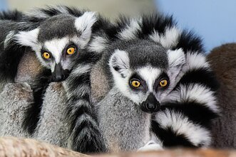 Žieduodegiai lemūrai Rygos zoologijos sode