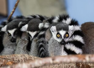 Žieduodegiai lemūrai Rygos zoologijos sode