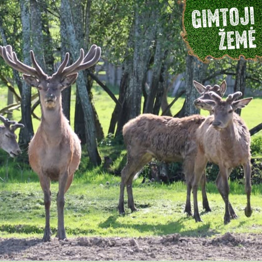 Smitų elnių ūkio nuotrauka., Elnių šeimyna.