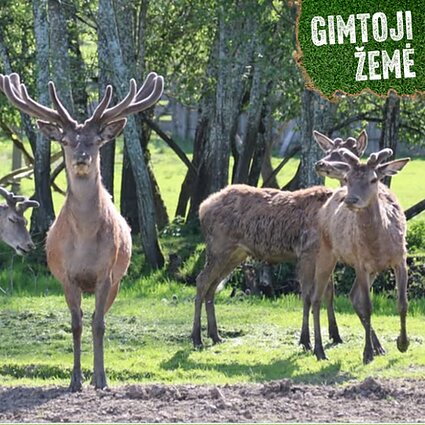 Elnių šeimyna.