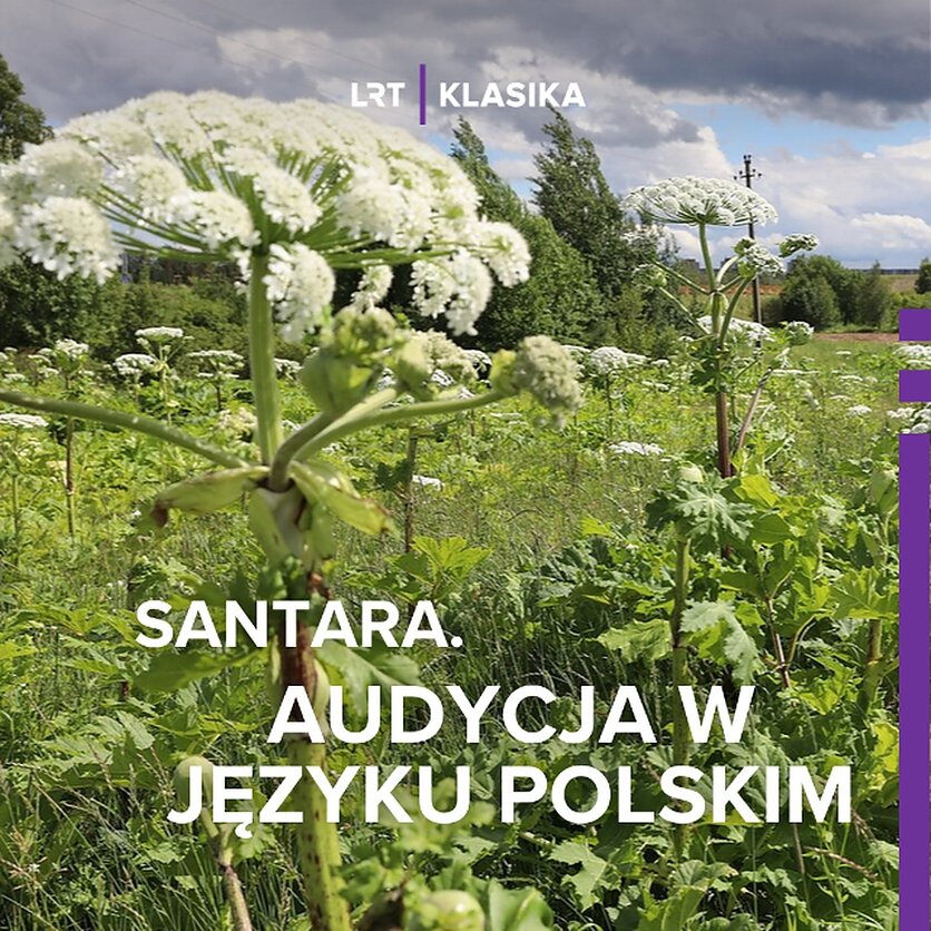 Fot. Samorząd Miasta Wilna, Barszcz Sosnowskiego