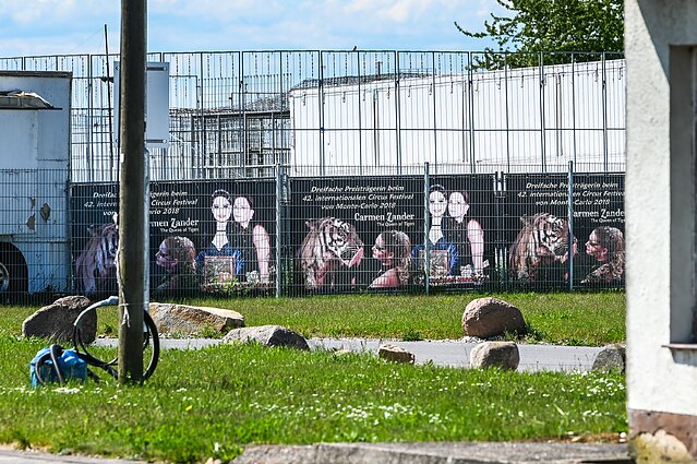 Vokietijoje policija nušovė pabėgusį tigrą Vokietijoje policija nušovė pabėgusį tigrą