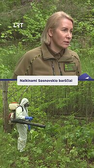 Naikinami Sosnovskio barščiai