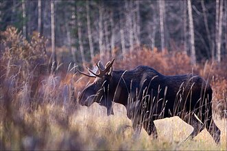Briedis (Alces alces) Briedis (Alces alces)