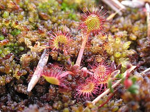 Saulašarės (Drosera) Saulašarės (Drosera)
