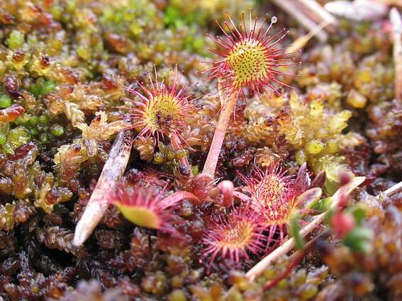 Saulašarės (Drosera) Saulašarės (Drosera)