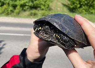 Balinis vėžlys Dzūkijoje