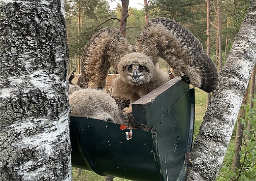 Dirbtinės platformos apuokams perėti