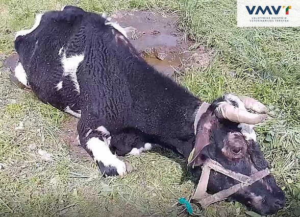 VMVT: Akmenės ir Radviliškio rajonuose nustatyti žiauraus elgesio su gyvūnais atvejai VMVT: Akmenės ir Radviliškio rajonuose nustatyti žiauraus elgesio su gyvūnais atvejai