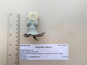Naujasis aštuonkojis Naujasis aštuonkojis