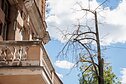 Vilniaus gatvėse – po remonto darbų nudžiuvę medžiai
