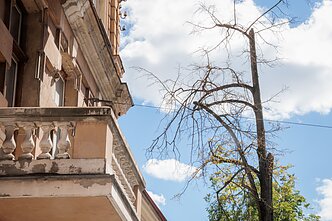 Vilniaus gatvėse – po remonto darbų nudžiuvę medžiai