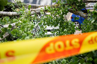 Vilniuje medis užvirto ant automobilių