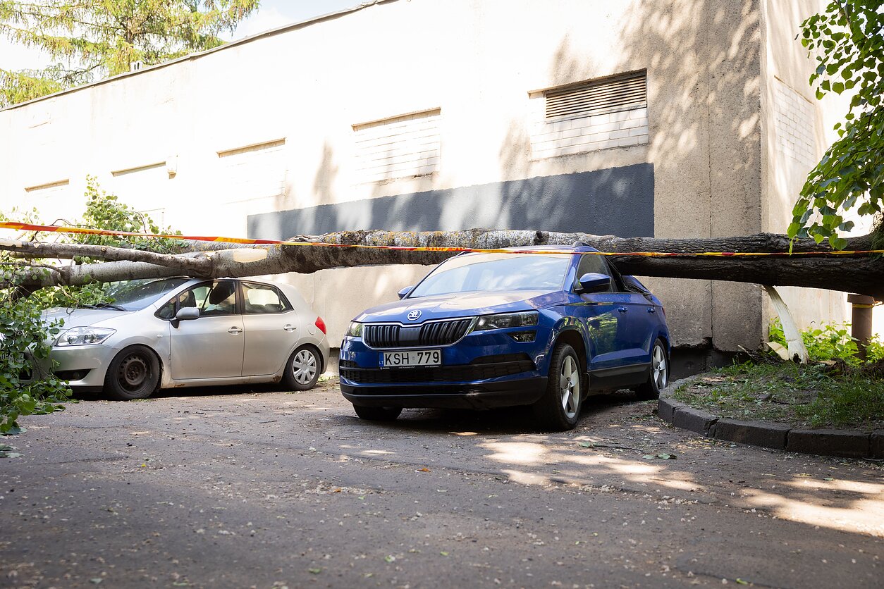 Vilniuje medis užvirto ant automobilių