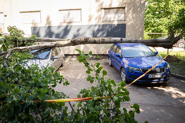 Vilniuje medis užvirto ant automobilių