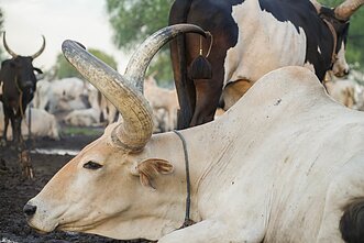 Pietų Sudanas. Mundari gentis Pietų Sudanas. Mundari gentis