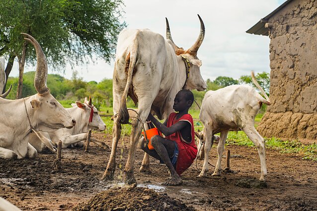 Pietų Sudanas. Mundari gentis Pietų Sudanas. Mundari gentis
