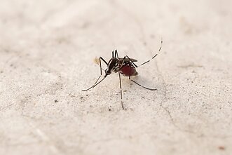 Aedes aegypti uodas