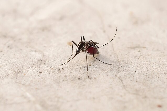 Aedes aegypti uodas