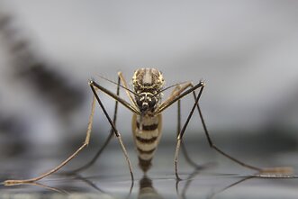 Aedes aegypti uodas