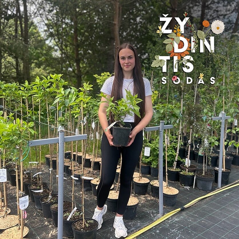LRT./ Rūta Simanavičienė, Sandra Kvietelaitienė „Alytaus medelyne“, kurį plėtoja su vyru Viliumi.