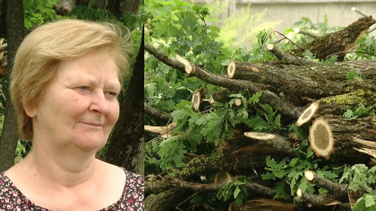 Viesulas Antanave medžius išguldė it degtukus: „Ašaros biro bevaikščiojant“