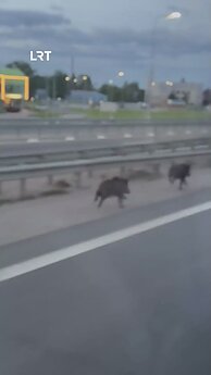 Kauno rajone į kelią išbėgo šernai