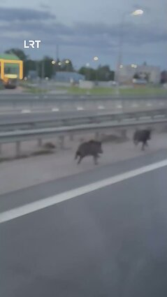 Kauno rajone į kelią išbėgo šernai