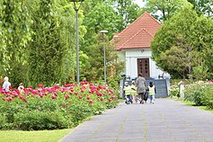 Šių metų bijūnų žydėjimas VDU Botanikos sode Šių metų bijūnų žydėjimas VDU Botanikos sode