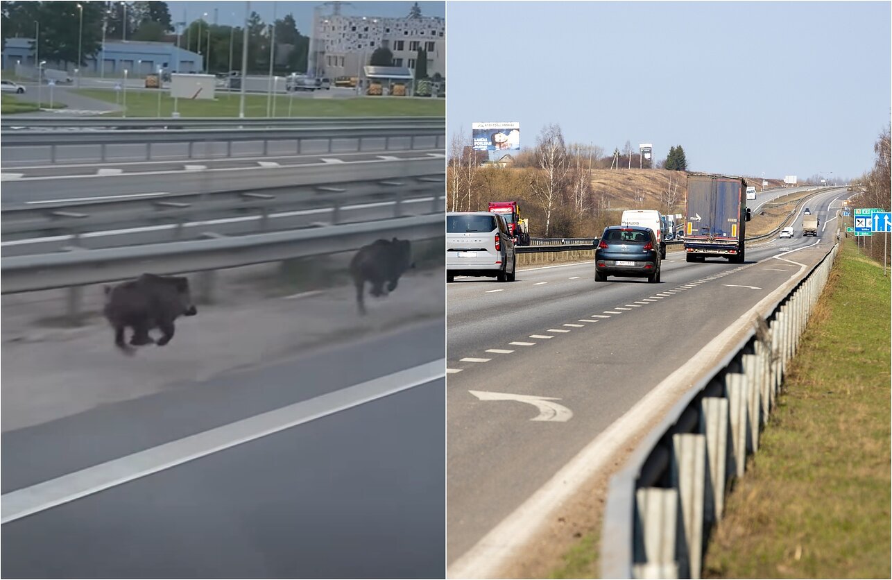 Į kelią Kauno rajone išbėgę šernai