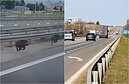 Į kelią Kauno rajone išbėgę šernai