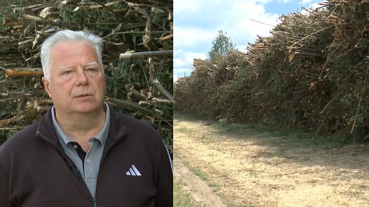 Salininkuose kertami medžiai: pasipiktinę gyventojai tai vadina masinėmis žudynėmis